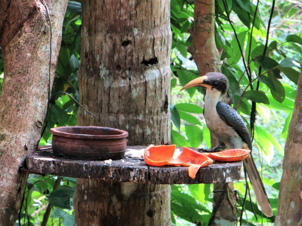 Gallene Gala Nature Resort Kitulgala Exterior photo